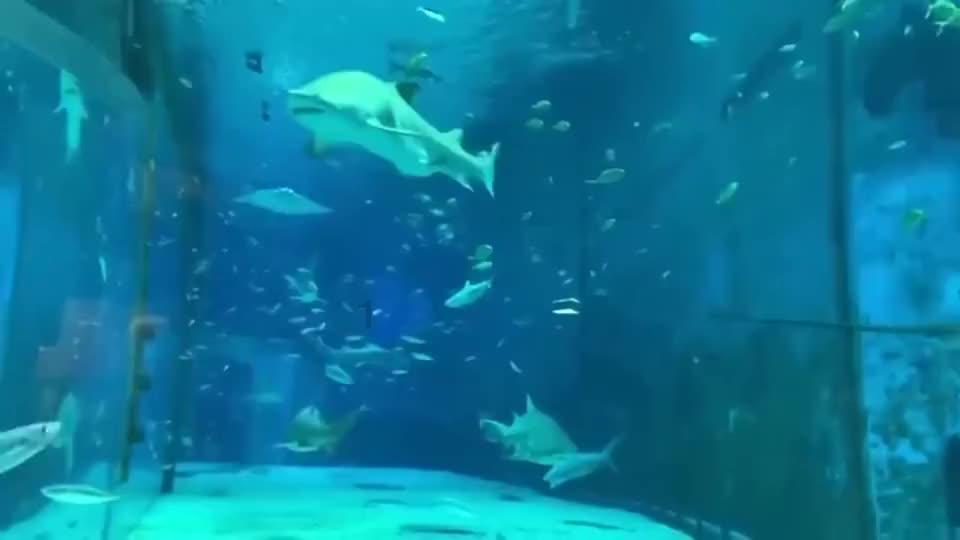 凝固力:萦绕独董的疑云不止独立性 去年一企业9次董事会会议8次未到现场